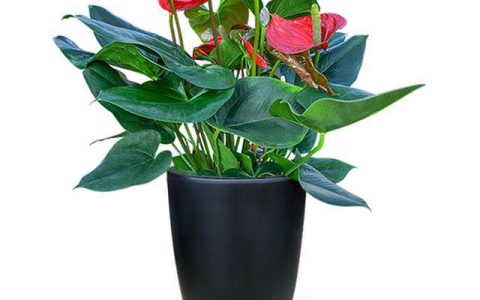 常见草本花卉盆栽花烛（花烛盆栽的养殖方法及注意事项）