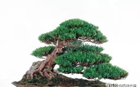 原创
盆栽花卉黄叶，按图索骥治疗（盆载花黄叶怎么办?）