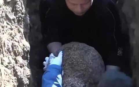 浙江一大坝挖出生长十几年白蚁后，长5厘米！白蚁这物种太特别了（大坝白蚁治理价格）