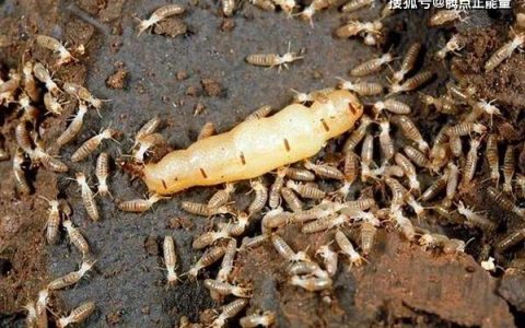 浙江一大坝挖出生长十几年白蚁后！专家科普预防、灭杀措施（水库白蚁工程报价表）