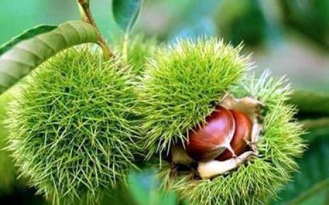 原创
板栗的功效与作用及禁忌（板栗的功效与作用小妙招）