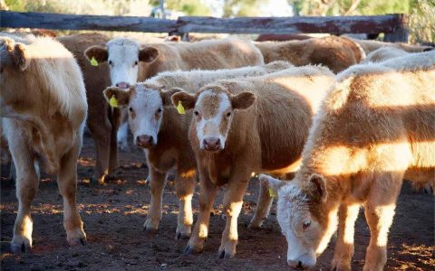 犊牛病毒性腹泻的症状和治疗方法(牛拉稀像水一样怎样治疗)