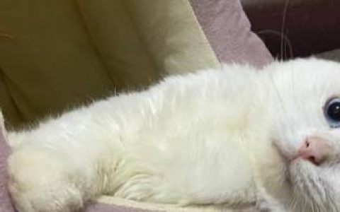 怎么判断公猫有没有绝育干净？-公猫怎么看出来绝育没有