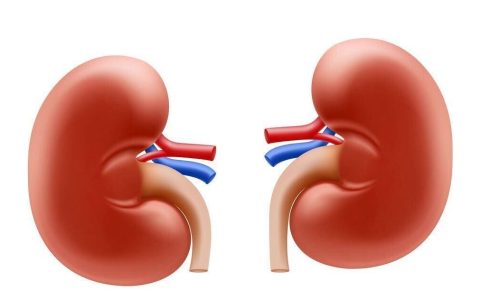 原创
如何把“透支”的肾补回来？做好这4点，事半功倍（肾透支要吃什么药补回）