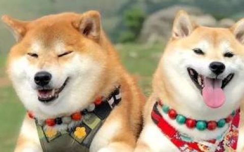 柴犬是哪个国家的品种犬？(柴犬原产于哪个国家)