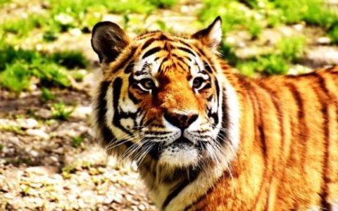 生肖虎：12月2日不宜出门办事，你知道12月2日是什么日子吗？（12月2日是啥）