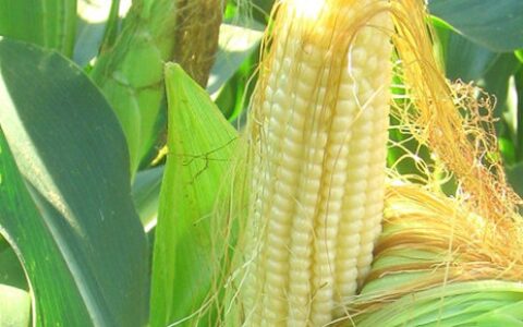 玉米须别扔掉，经常用“玉米须”泡水喝，有3种喜人功效-玉米须泡水有啥作用