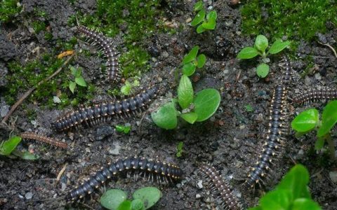 原创
成都市区升温，出现大量千足虫，接触后会出现哪些症状？-夏天千足虫多怎么办