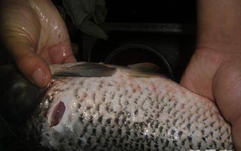 鲤鱼怎样做好吃又简单方便-鲤鱼怎么做好吃又简单家常的