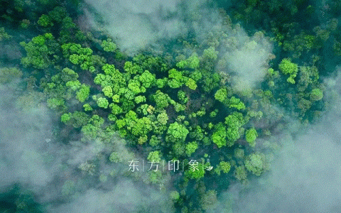 2023年全国茶叶加盟十大排名，茶业加盟品牌店有哪些？| 东方印象茶业（知名茶叶加盟店）