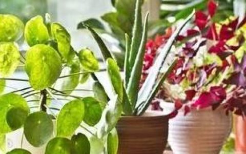 原创
照顾室内盆栽绿植注意这几点，避免植物黄叶和烂根-室内盆栽植物养护方法图片