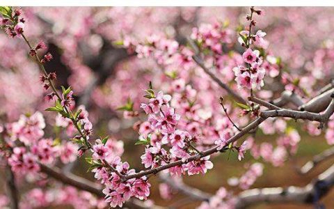 12月5日-12月9日四大生肖（12月5日是什么生肖日）