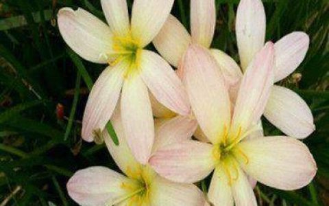 原创
家里的盆栽绿植，位置你都摆放正确了吗？-家中放绿植盆栽的好处