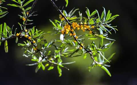 沙棘原浆一般多少钱？沙棘原浆多少钱一盒？-沙棘原浆一般多少钱