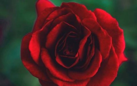 属蛇人：12月4日不宜出门办事，你知道12月4日是什么日子吗？（十二月四号属什么）