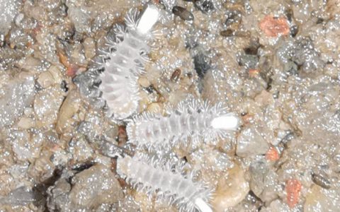 原创
成都升温千足虫满街爬，专家：不会咬人，可能引起过敏反应！-千足虫爬行视频