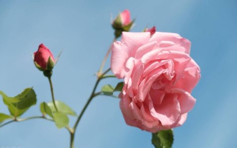 缘分已尽的情侣，这两个征兆会很明显-缘分已尽的预兆有哪些