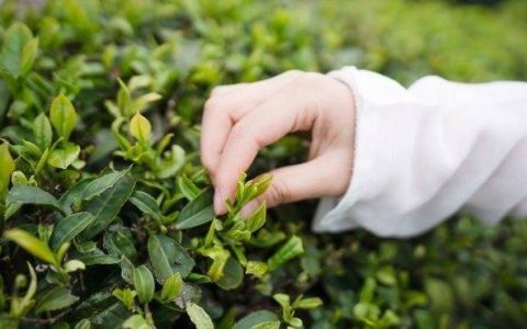 原创
市场上茶叶鱼龙混珠，怎么判断茶叶的真假？（原创作品怎么申请版权）