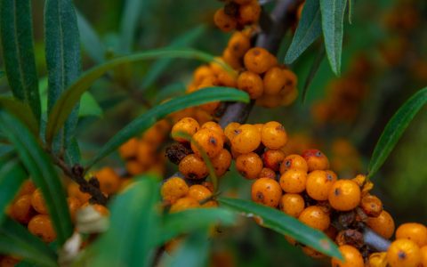 沙棘的功效与作用及副作用？记得收藏起来，转给你爱的人！（沙棘的功效与作用中用法禁忌工网）