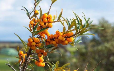 沙棘原浆多少钱一盒？沙棘原浆在哪能买到正品？-沙棘原浆真有那么好吗怎么喝