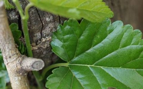 霜桑叶泡水喝的功效和作用-霜桑叶泡水喝的功效和禁忌