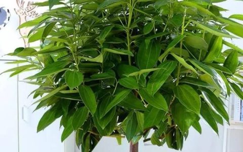 原创
年底选盆栽，5种不开花的“绿植”也不错，充满绿意和生机-不开花的盆栽图片名称