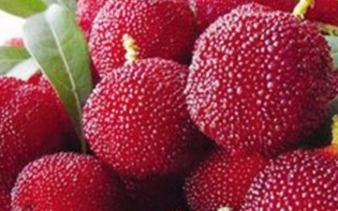 7种水果：营养价值高，功效大，有些品种和功效你一定想不到！（水果营养比较高的品种）