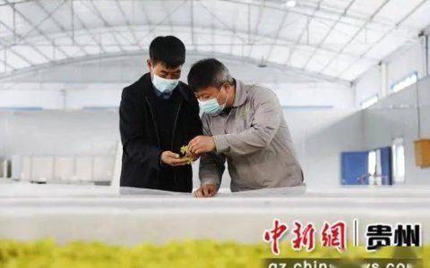 【茶博会】绥阳：守一片匠心 制一片好茶-绥阳县城航拍最新视频