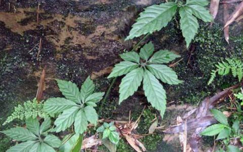 绞股蓝泡水喝的功效是啥？除了对抗“三高”，还有这些功效与作用-绞股蓝水喝的功效和作用