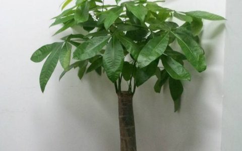 原创
有了这个方法所有的盆栽绿植，都能绿意盎然，绿油油的不黄叶！-盆栽养殖技术