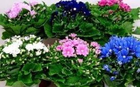 原创
最难度过夏天的10种盆栽花卉（适合夏天种的盆栽花）