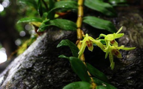 原创
石斛的功效与作用（铁皮石斛的功效与主治功能）