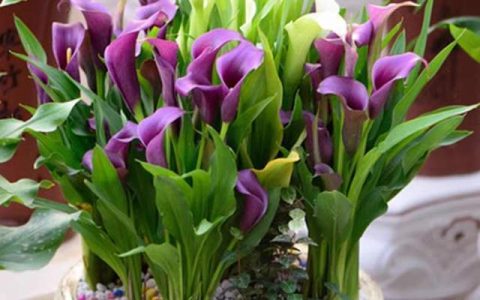 小清新必备！盆栽马蹄莲成为爆款花卉！（马蹄莲盆景图片大全）