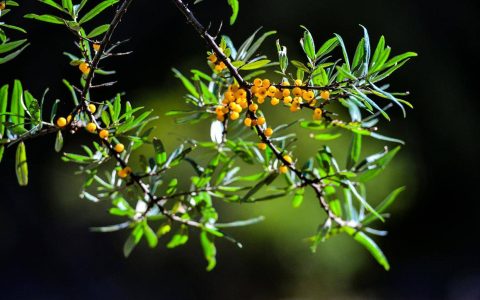 沙棘是什么东西？沙棘：大自然赐予的黄金果实！-沙棘是什么样的和作用