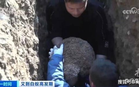 浙江一大坝挖出超百万只白蚁，三只蚁后已生长十几年（挖白蚁巢过程）