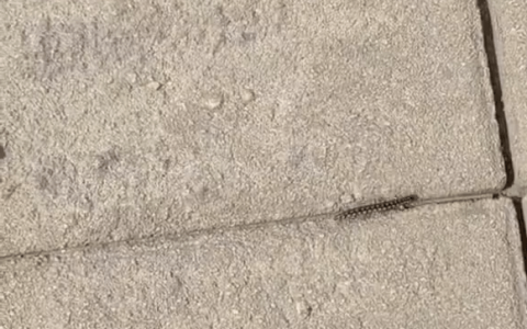 成都升温 千足虫满街爬-成都升温千足虫满街爬3