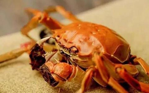 螃蟹的营养价值及功效，螃蟹不能和什么一起吃（螃蟹营养与禁忌是什么）