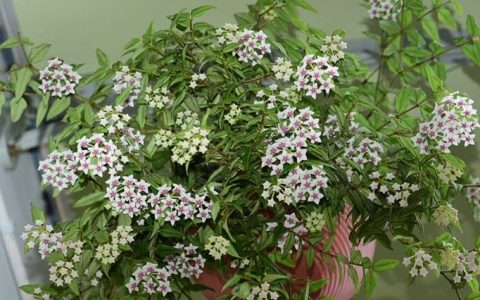 原创
此室内盆栽绿植，花叶共赏，清香幽远，花期长，易栽培，值得拥有-室内植物盆栽花卉怎么养