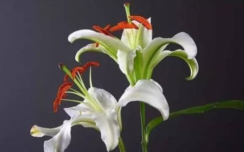 属蛇人：12月3日不宜出门办事，你知道12月3日是什么日子吗？（十二月三日出生的人是什么座）