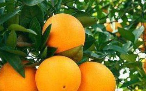 吃什么水果降压最快？（吃什么水果对降血压）