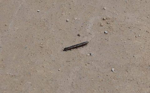 成都升温千足虫满街爬-成都升温千足虫满街爬4