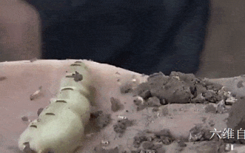 连白蚁都堕落了，浙江一大坝挖出巨型蚁巢，罕见现一蚁王和三蚁后（大坝白蚁治理价格）