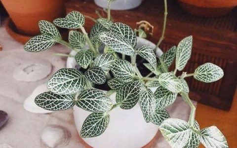 原创
哪几种叶片翠绿的盆栽绿植，适合养在办公桌上？-绿色叶子的盆栽