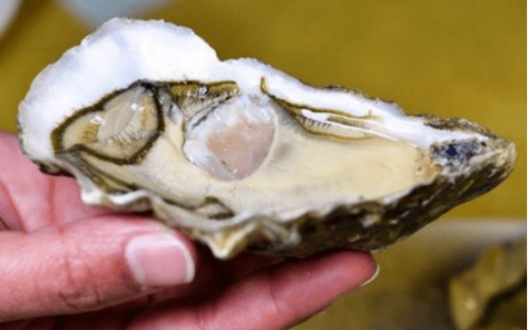 男士服用牡蛎片有哪些作用与功效？（牡蛎片有壮阳作用吗）