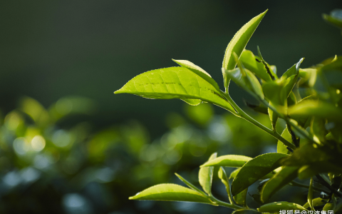 茶叶出口指南 | 一片茶叶的旅行（茶叶出口策略有哪些）