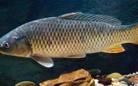 鱼类的营养价值，功效，你知道多少？（鱼类的营养价值及功效）