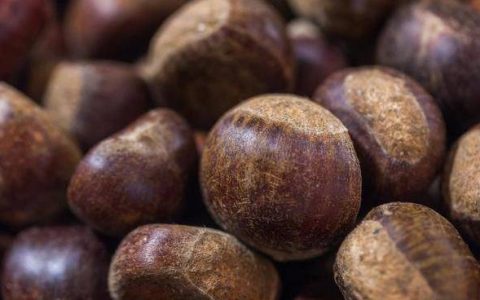 原创
板栗的功效与作用及营养价值（板蓝根的功效与作用）