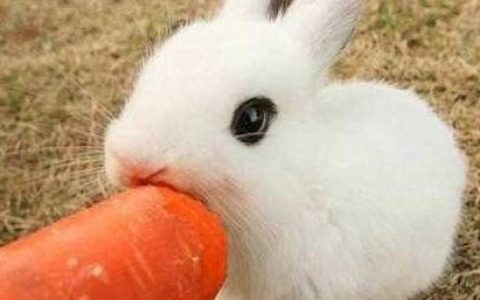 怎么判断兔子有没有毛球症-怎么知道兔子得了毛球