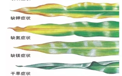 基于深度学习的玉米病害识别：探索农业智能化的前沿技术【玉米病害识别实战】