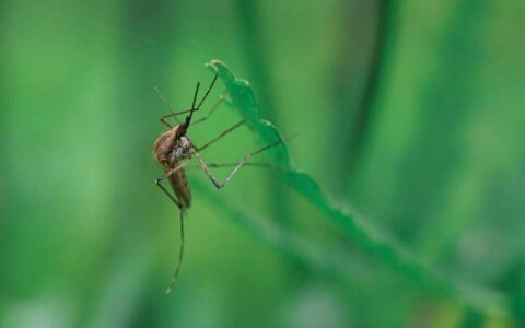 蚊虫叮咬，最止痒的办法竟然这么简单-夏季蚊虫叮咬止痒小妙招